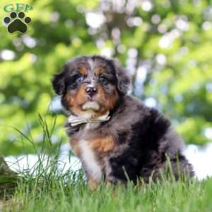 Bumblebee, Mini Bernedoodle Puppy